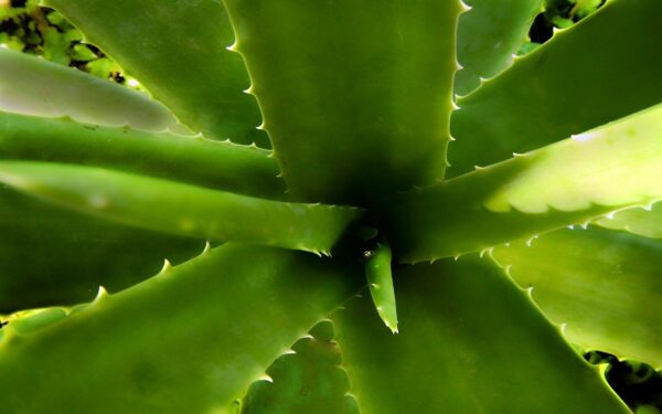 Mascarilla de sábila (aloe vera): el secreto natural para una piel hidratada y rejuvenecida